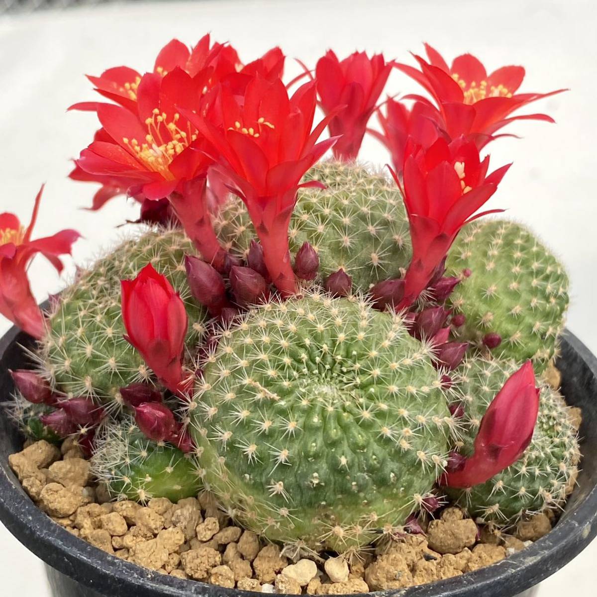 Yahoo!オークション - レブチア 宝山 サボテン・多肉植物 3242 Yahoo!オークション - レブチア 宝山 サボテン・多肉植物 3242