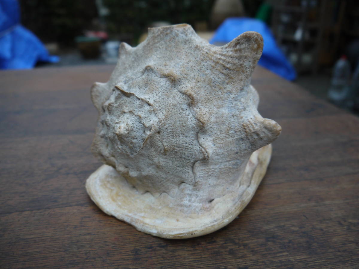 【HD11229】天然 大きな貝殻 大きい貝 巻貝 約20cm 貝殻 飾り 置物 インテリア オブジェ_画像4