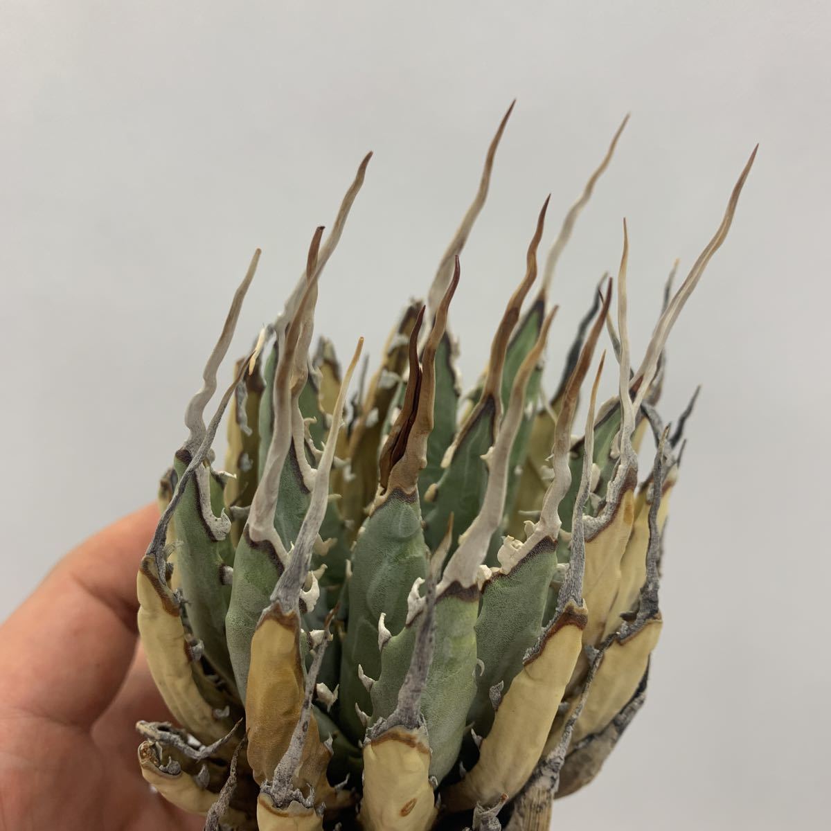 アガベ ユタエンシス エボリスピナ 陽炎 Agave utahensis eborispina