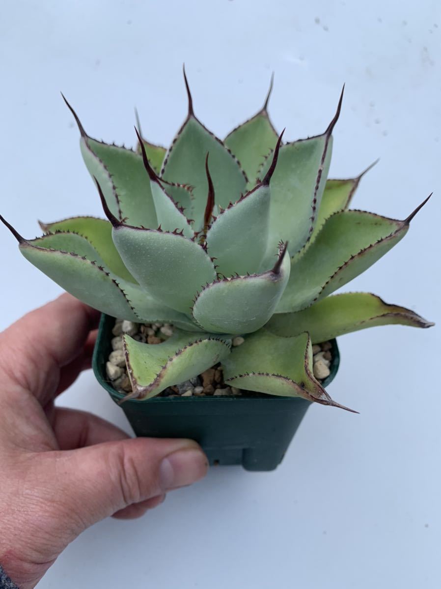 アガベ ベビーティース Agave baby teeth 活着株 鉢ごと発送 www