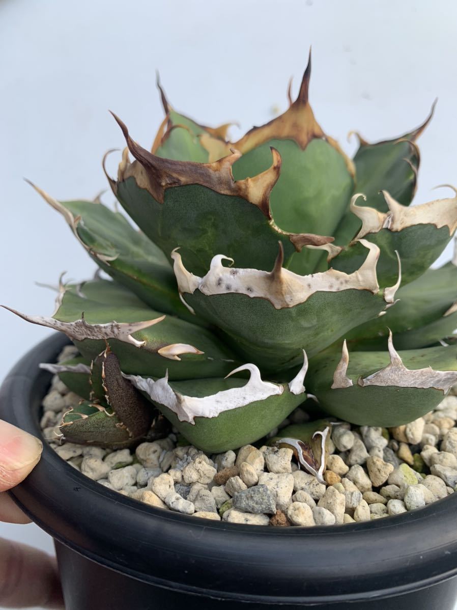 アガベ チタノタ 雪峰 Agave titanota 子株出品 lram-fgr.ma