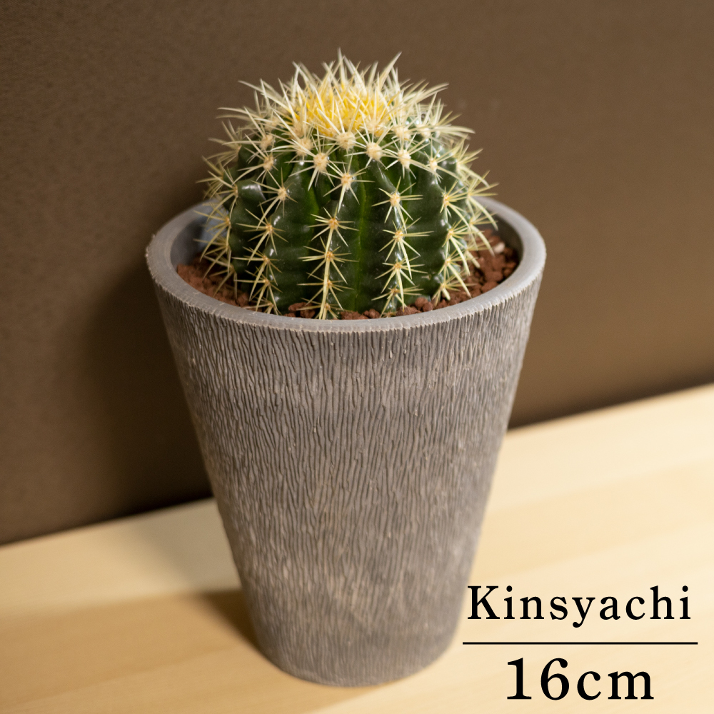金鯱 サボテン 5号 金シャチ 観葉植物 黄金色 キンシャチ 多肉植物