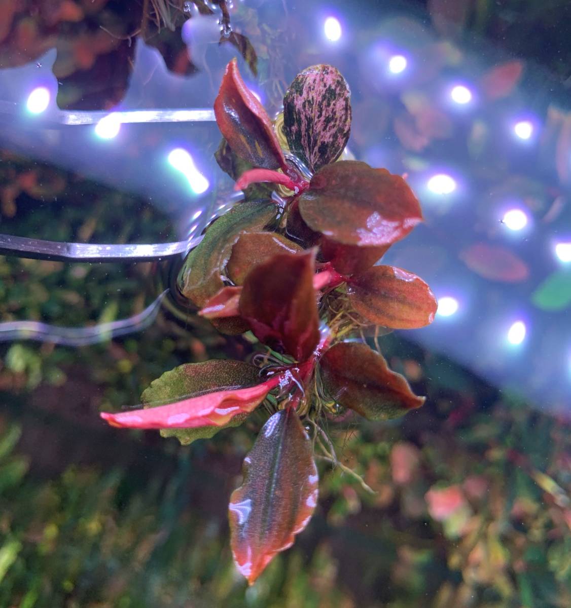 水草】ブセファランドラ sp.Pink Variegata(無農薬)(水中葉)(大 水草】ブセファランドラ sp.Pink Variegata(無農薬)(水中葉)(大