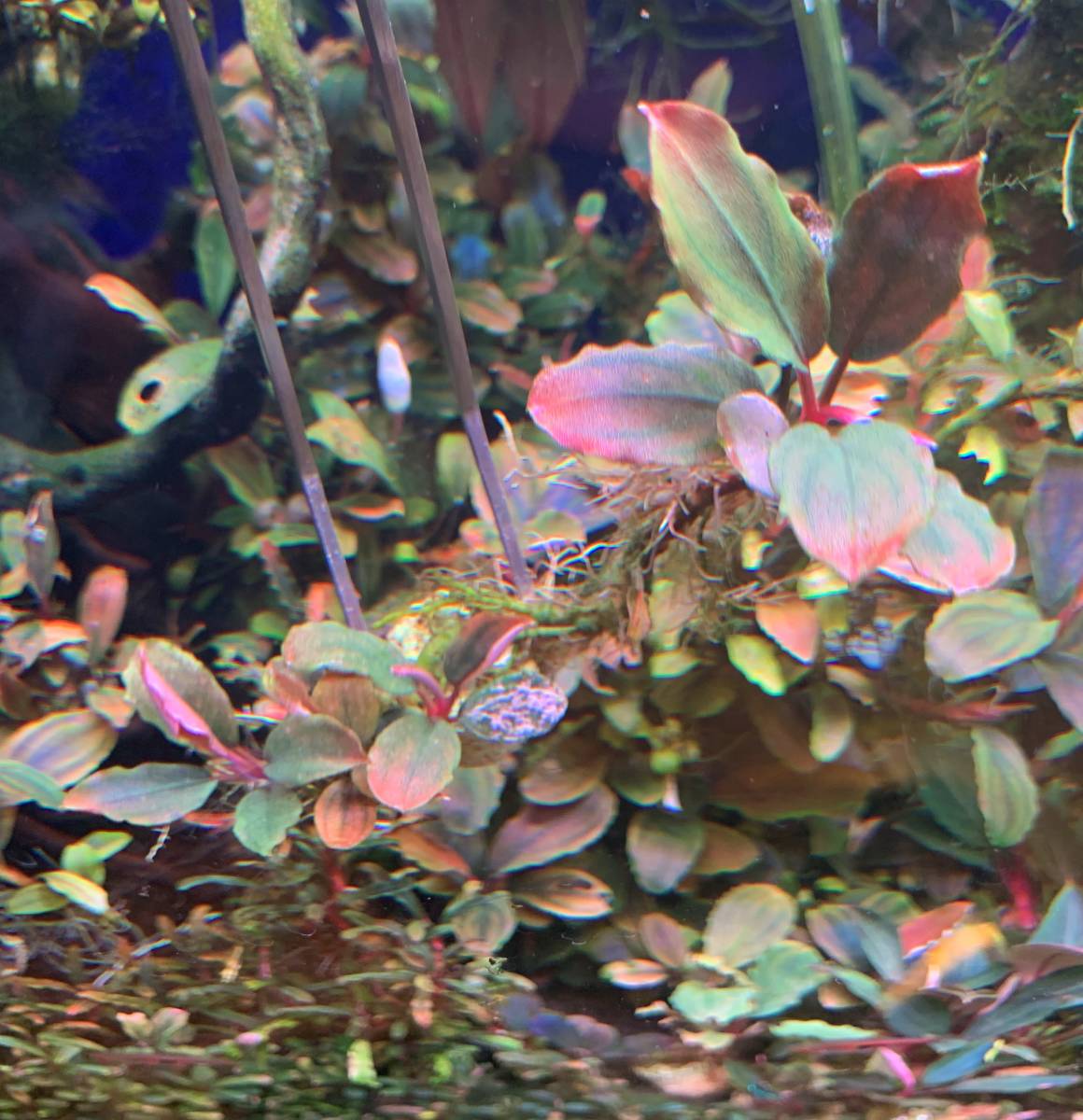 水草】ブセファランドラ sp.Pink Variegata(無農薬)(水中葉)(大株) 水草】ブセファランドラ sp.Pink Variegata(無農薬)(水中葉)(大株)