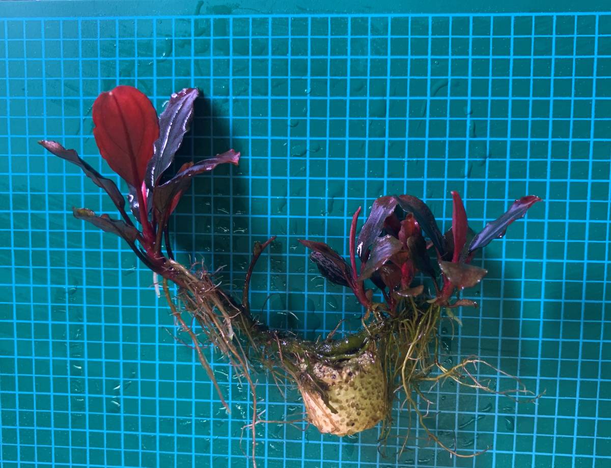 水草】ブセファランドラ sp.Pink Variegata(無農薬)(水中葉)(大 水草】ブセファランドラ sp.Pink Variegata(無農薬)(水中葉)(大