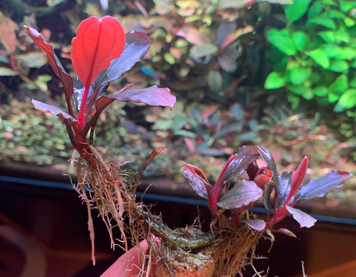 水草】ブセファランドラ sp.Pink Variegata(無農薬)(水中葉)(大株) 水草】ブセファランドラ sp.Pink Variegata(無農薬)(水中葉)(大株)