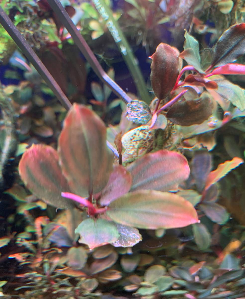 水草】ブセファランドラ sp.Pink Variegata(無農薬)(水中葉)(大株) 水草】ブセファランドラ sp.Pink Variegata(無農薬)(水中葉)(大株)