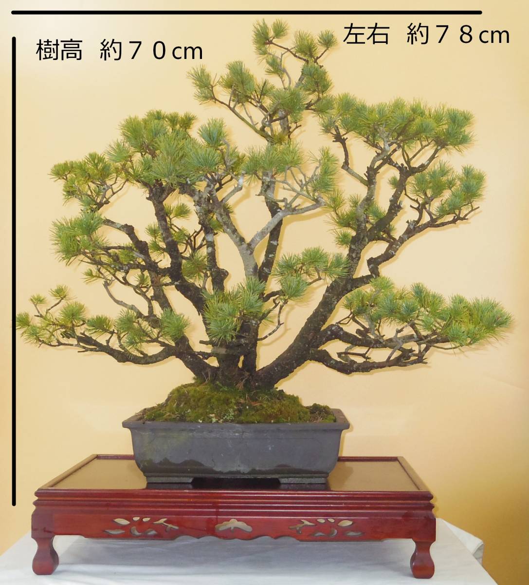 【盆栽屋大和】五葉松 大品盆栽 即観賞可 取りに来れる方大歓迎 自社配送も可(黒松杜松五葉松皐月欅楓糸魚川真柏)182 独特な 【送料無料】 【盆栽屋大和】黒松 自社配送も可 取りに来れる方大歓迎 幹太 大品盆栽 その他