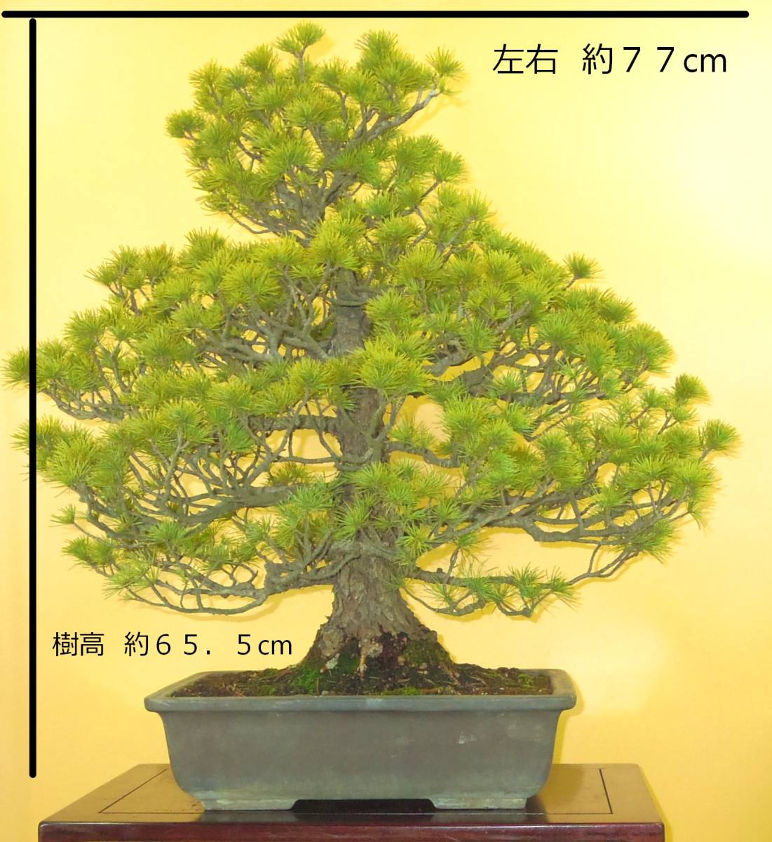 にしたいと】 ヤフオク! - 五葉松 大品盆栽 取りに来れる方... サイズ