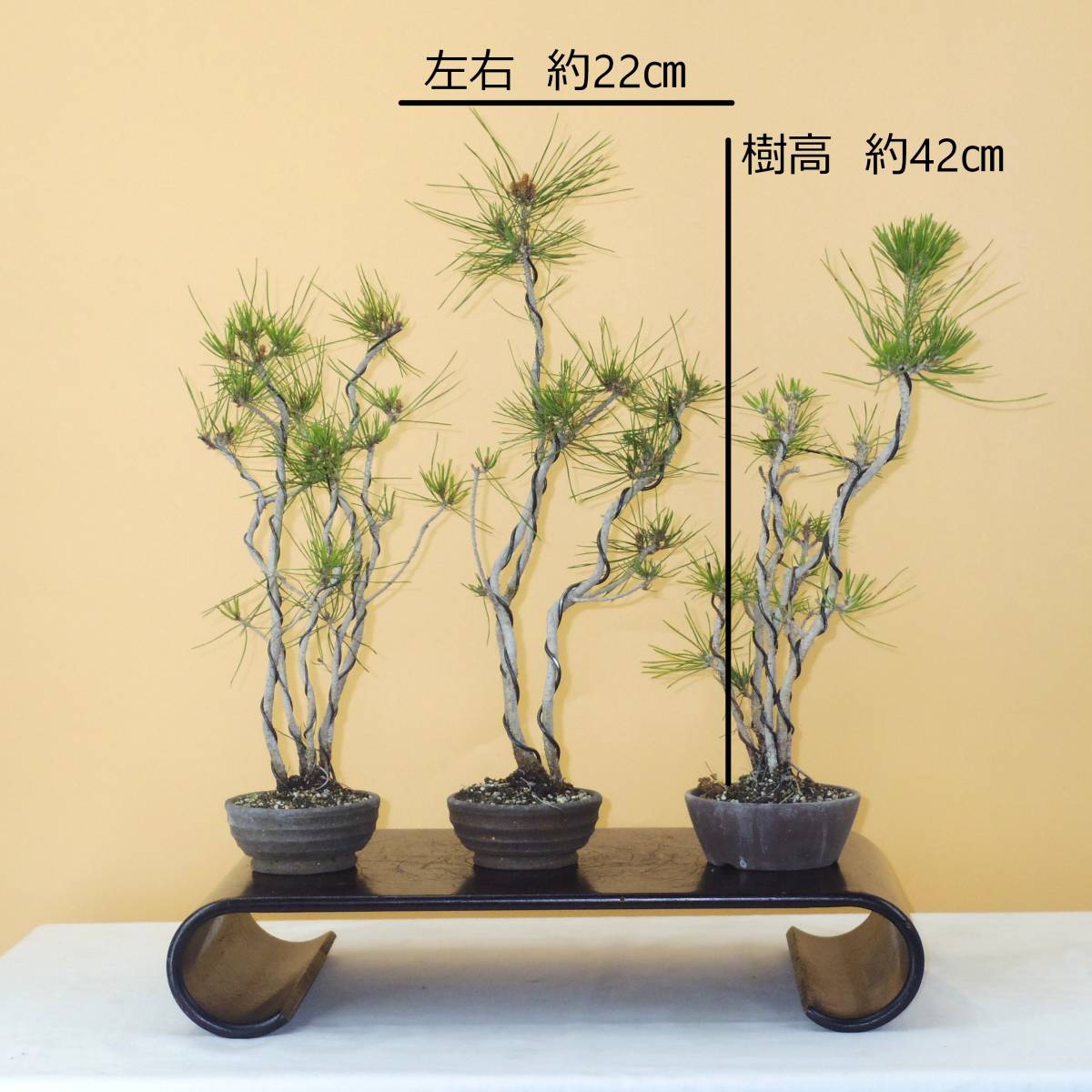 売れ筋商品【盆栽屋大和】黒松盆栽 大品盆栽 幹太 取りに来れる方大 独特な 【送料無料】 【盆栽屋大和】黒松 自社配送も可 取りに来れる方大歓迎 幹太 大品盆栽 その他