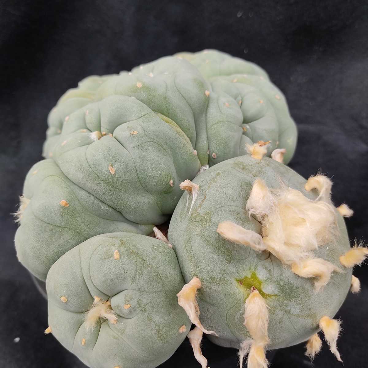 翠冠玉 綴化 分頭 モンスト Lophophora ロホホラ ロフォフォラ 翠冠玉 綴化 分頭 モンスト Lophophora ロホホラ ロフォフォラ