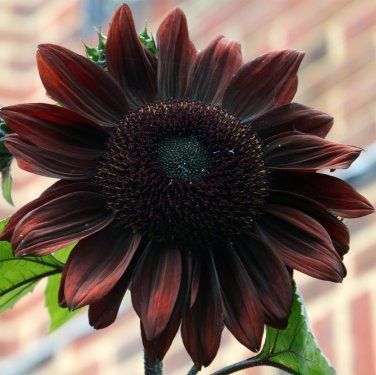 Yahoo!オークション - 黒 ひまわり ( 2 種子 ) BLACK SUNFLOWER Yahoo!オークション - 黒 ひまわり ( 2 種子 ) BLACK SUNFLOWER
