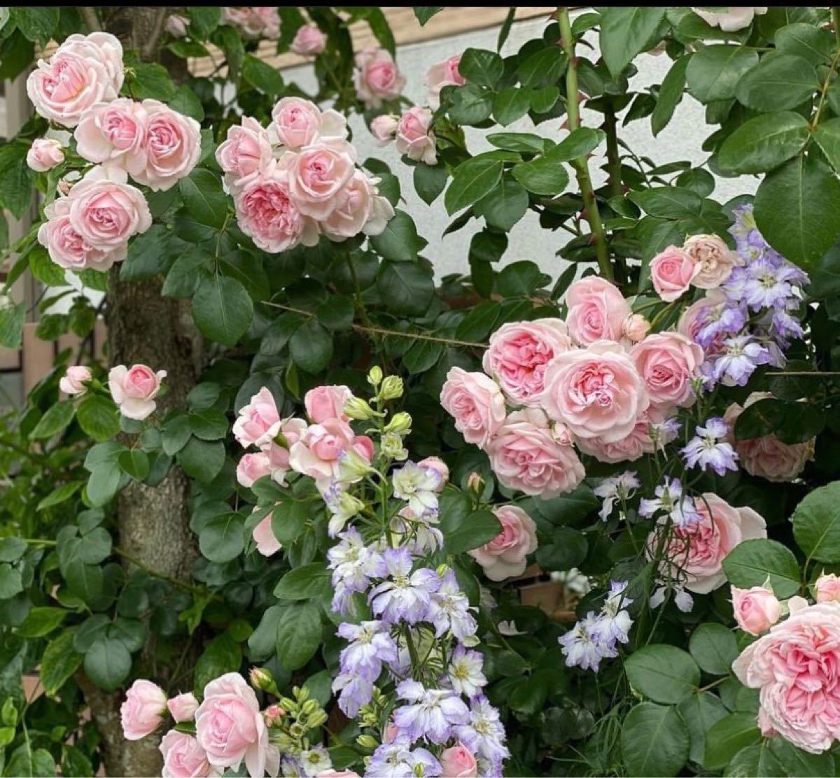 バラ苗 2.苗コロンとした桜色蕾付きバラと和バラ挿し木 薔薇 シンデレラ 挿し木苗 薔薇苗 四季咲き つるバラ バラ