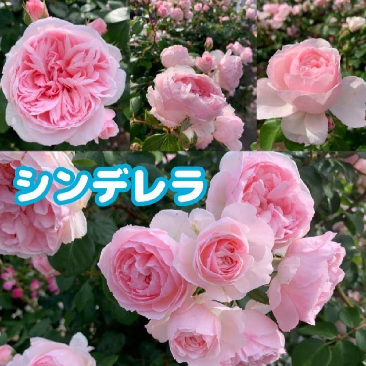 薔薇 シンデレラ 挿し木苗 薔薇苗 四季咲き つるバラ バラ 薔薇 シンデレラ 挿し木苗 薔薇苗 四季咲き つるバラ バラ