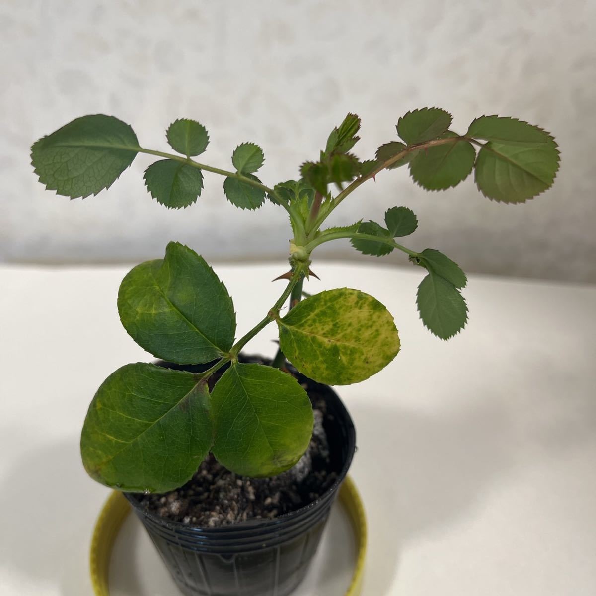 薔薇 シンデレラ 挿し木苗 薔薇苗 四季咲き つるバラ バラ 薔薇 シンデレラ 挿し木苗 薔薇苗 四季咲き つるバラ バラ