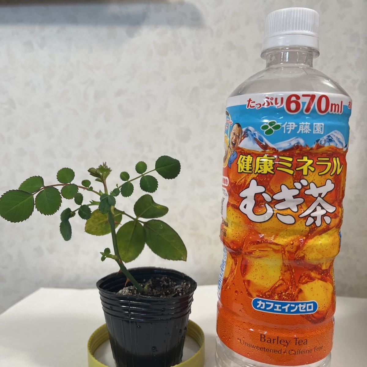 薔薇 シンデレラ 挿し木苗 薔薇苗 四季咲き つるバラ バラ 薔薇 シンデレラ 挿し木苗 薔薇苗 四季咲き つるバラ バラ