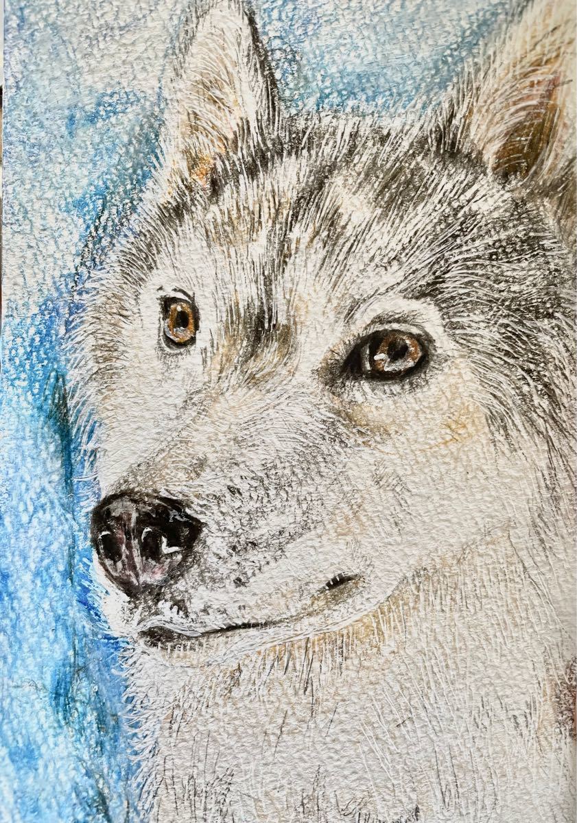 Paypayフリマ 色鉛筆画 ポストカード 絵葉書 手書きイラスト シベリアンハスキー ハスキー犬 原画 絵画