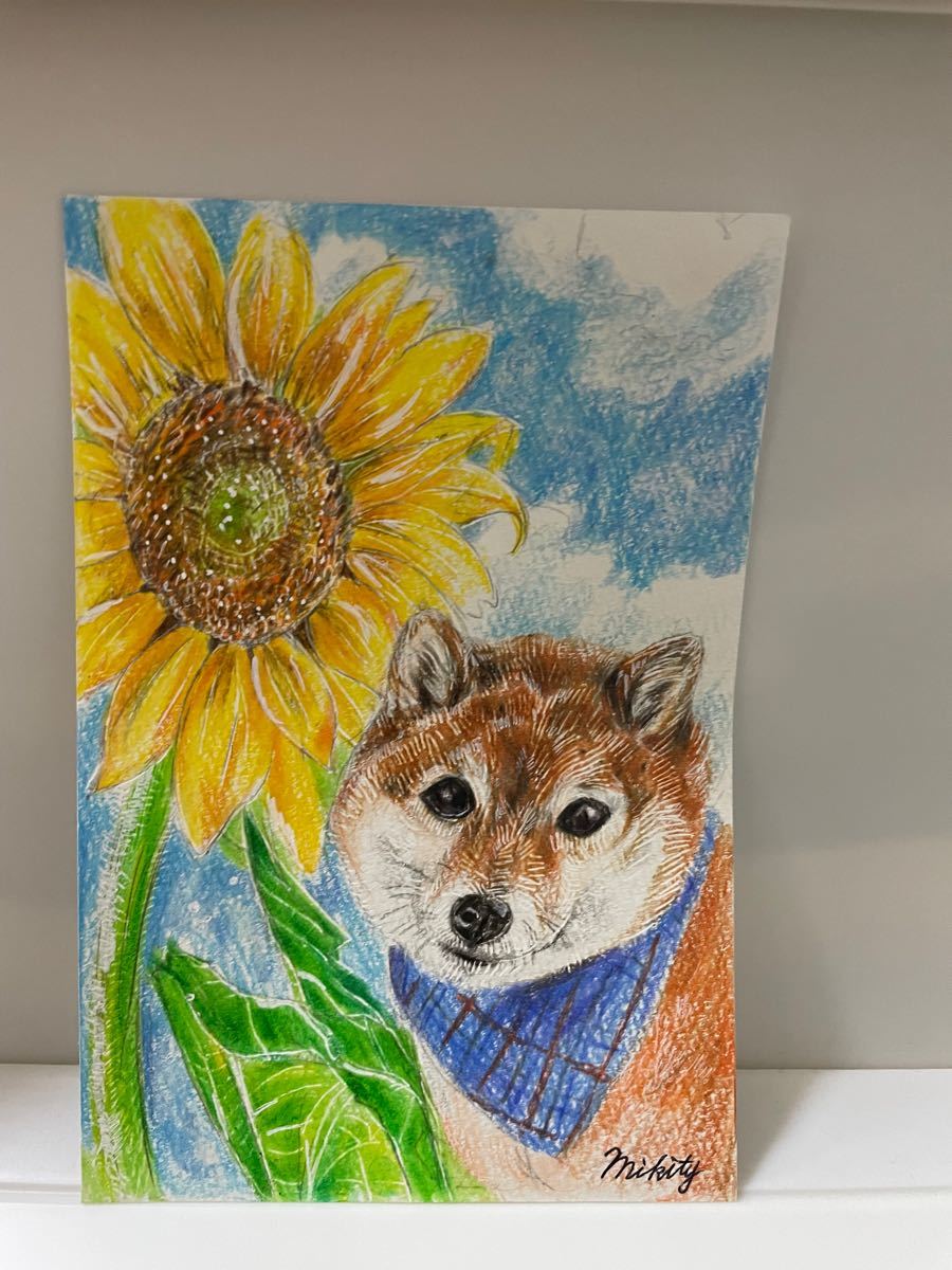 Paypayフリマ 色鉛筆画 ポストカード 絵葉書 手描きイラスト 犬 柴犬 ひまわり 向日葵 Sunflower 原画 絵画