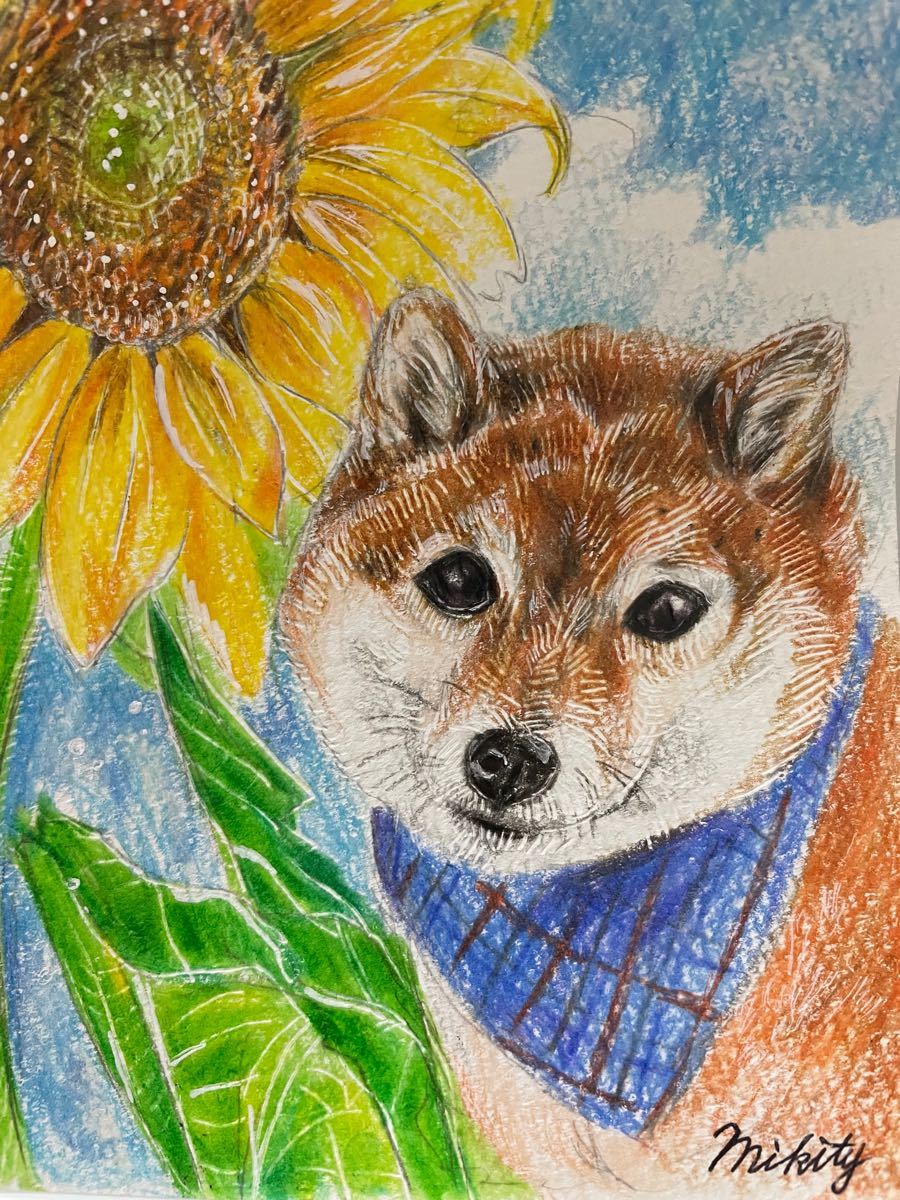 色鉛筆画 ポストカード 絵葉書 手描きイラスト 犬 柴犬 ひまわり 色鉛筆画 ポストカード 絵葉書 手描きイラスト 犬 柴犬 ひまわり