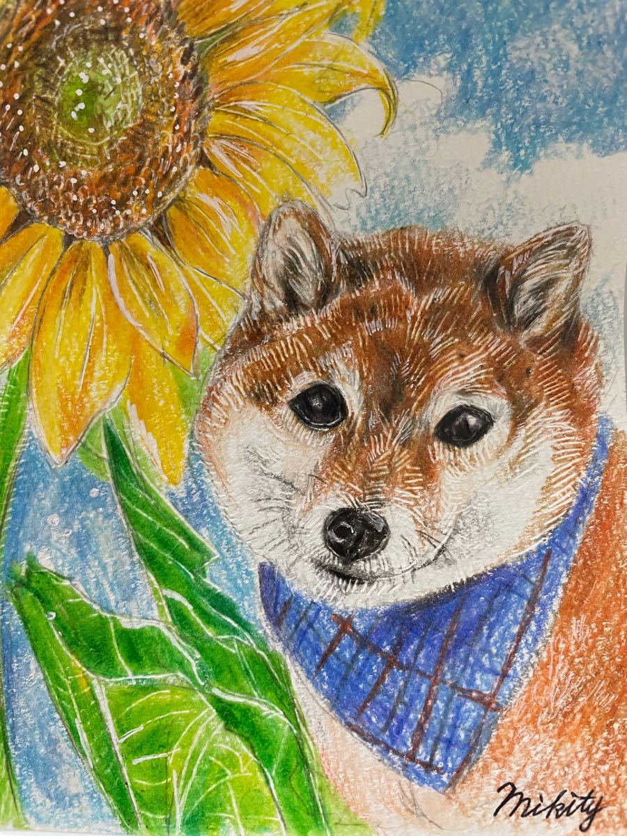 Paypayフリマ 色鉛筆画 ポストカード 絵葉書 手描きイラスト 犬 柴犬 ひまわり 向日葵 Sunflower 原画 絵画