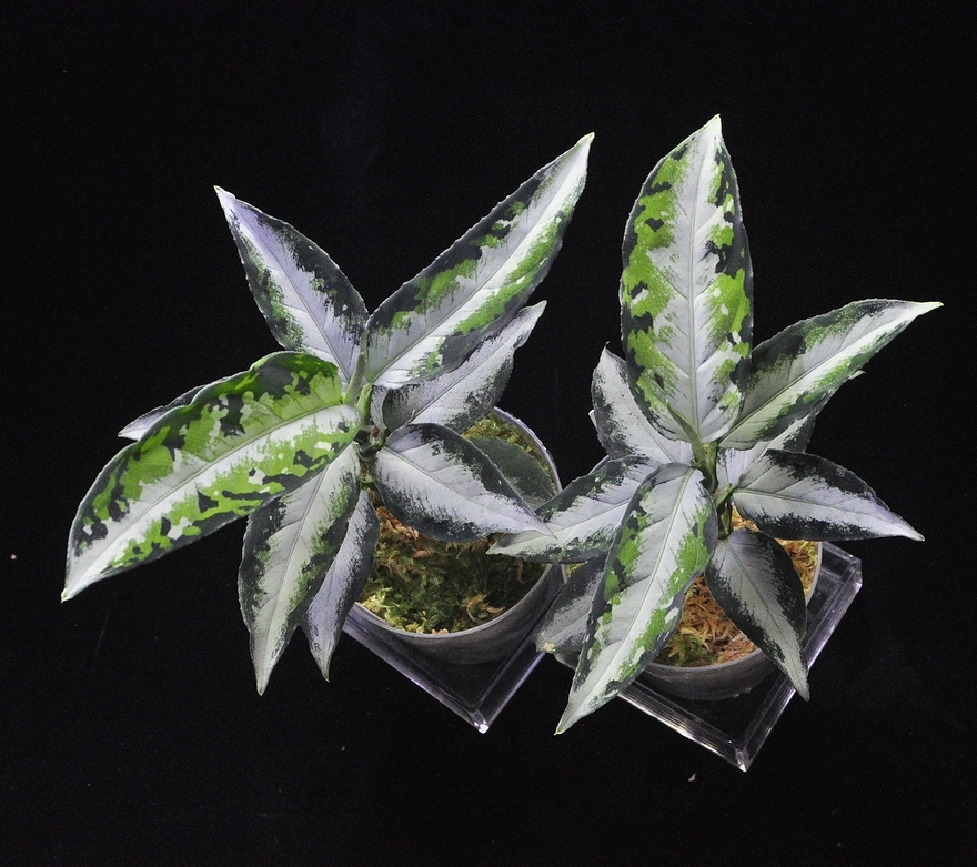 アグラオネマ ピクタム キャッスル PDNC【AZ1012-10b】 Aglaonema