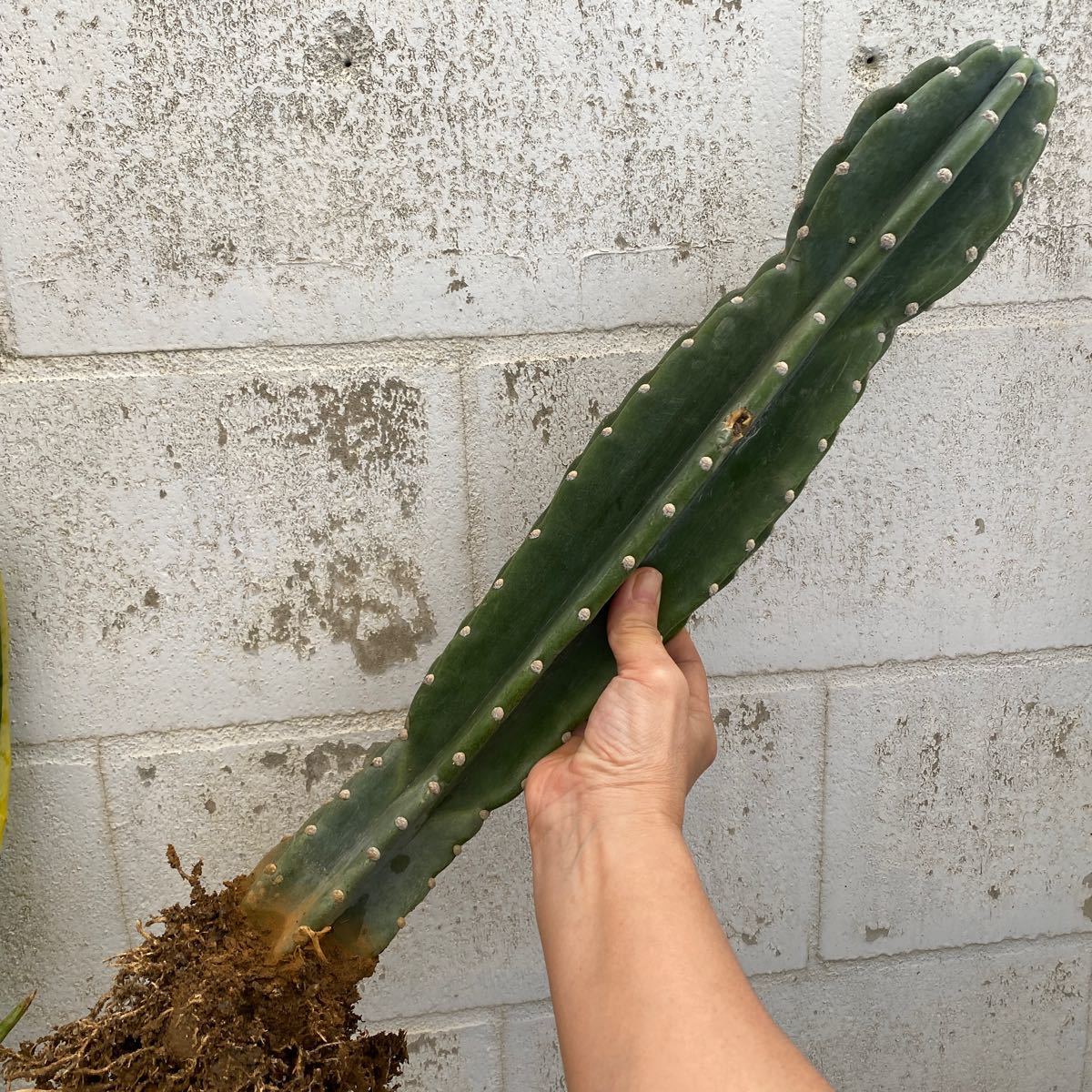 柱サボテン 鬼面角 根付き 抜き苗 多肉植物|Yahoo!フリマ(旧 柱サボテン 鬼面角 根付き 抜き苗 多肉植物|Yahoo!フリマ(旧
