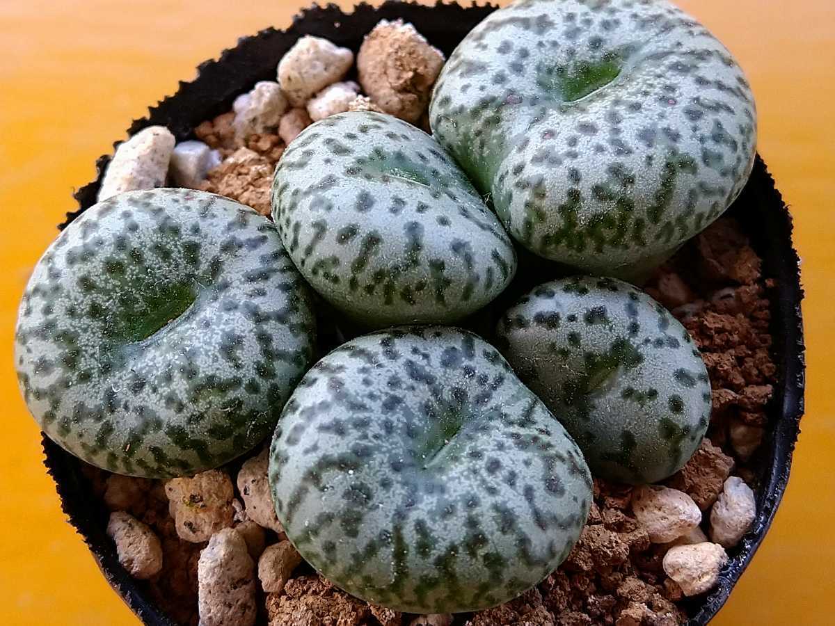 インテリア小物 在庫有 コノフィツム 12種類 まとめて ポットごと 多肉植物 Koukyuuhin Shijou インテリア小物 在庫有 コノフィツム 12種類 まとめて ポットごと 多肉植物 Koukyuuhin Shijou