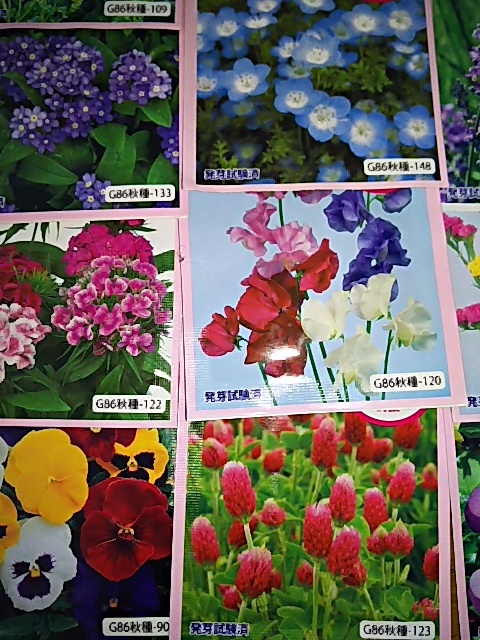 即決福袋花種まとめてたね種わすれな草みずなラベンダースターチス美女なでしこねぎパンジー大葉しそアマランサス10点セット食用種 人気新品 即決福袋花種まとめてたね種わすれな草みずなラベンダースターチス美女なでしこねぎパンジー大葉しそアマランサス10点セット食用種 人気新品