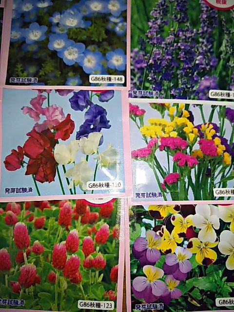 即決福袋花種まとめてたね種わすれな草みずなラベンダースターチス美女なでしこねぎパンジー大葉しそアマランサス10点セット食用種 人気新品 即決福袋花種まとめてたね種わすれな草みずなラベンダースターチス美女なでしこねぎパンジー大葉しそアマランサス10点セット食用種 人気新品