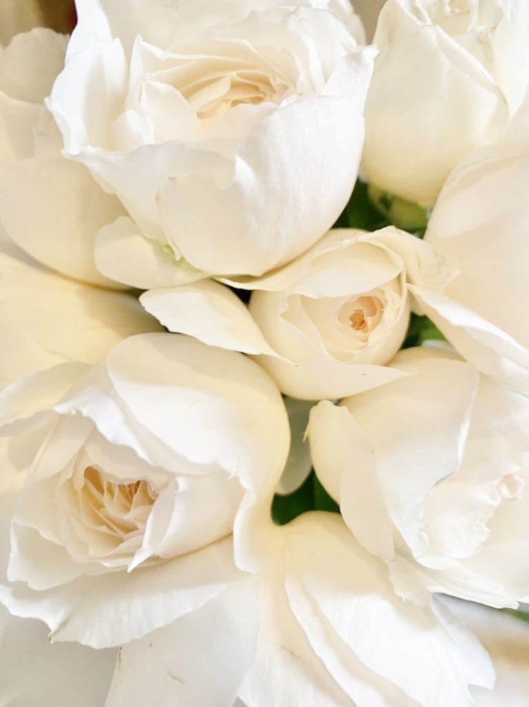 バラ苗 切花品種 和バラ カップ咲き 強香 アイボリー色 薔薇 バラ 売買されたオークション情報 Yahooの商品情報をアーカイブ公開 オークファン Aucfan Com
