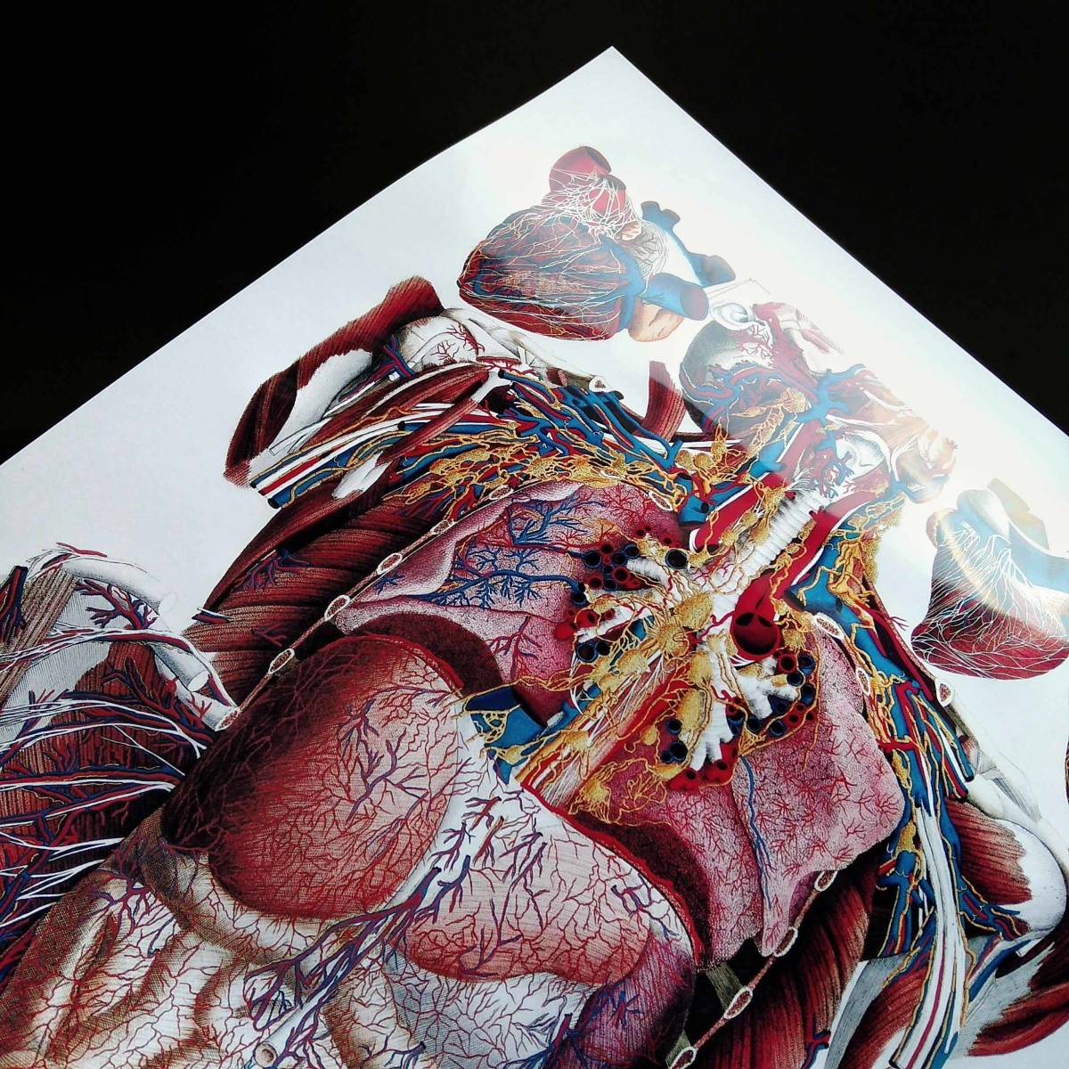 ヤフオク 人間の動脈と静脈 人体解剖図 ビンテージイラス