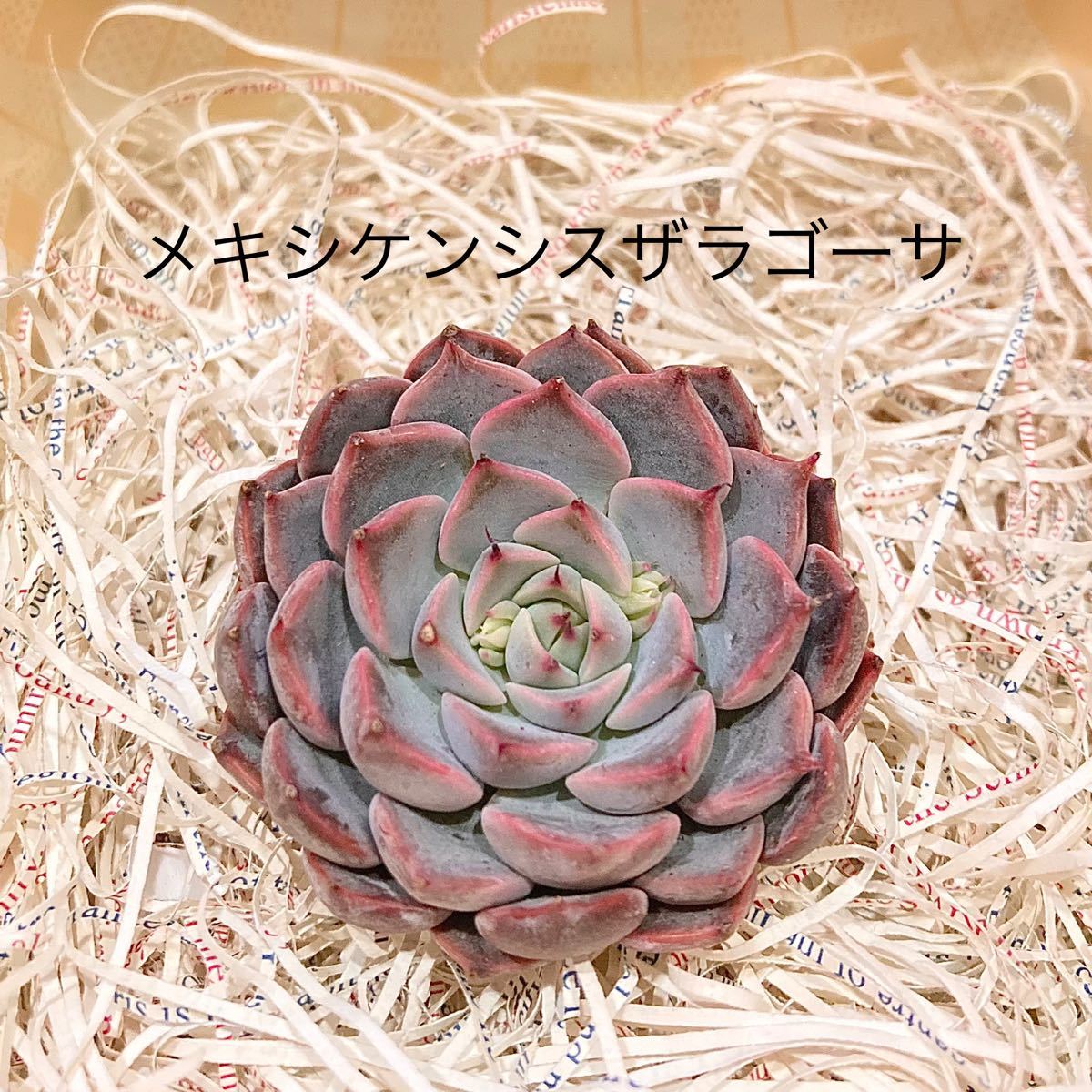 最大91%オフ! オレンジイエローhyb 多肉植物 エケベリア 寄植え