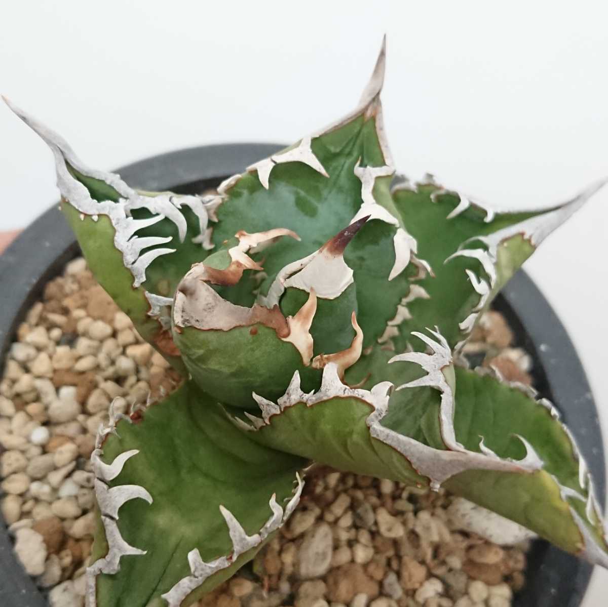 アガベ チタノタ Agave titanota Sierra Mixteca Extra White アガベ チタノタ Agave titanota Sierra Mixteca Extra White