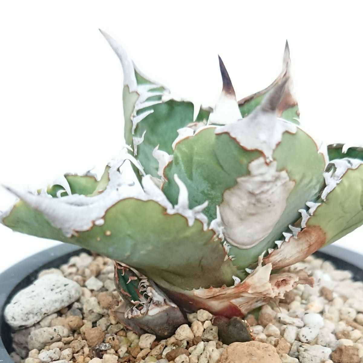 アガベ チタノタ Agave titanota Sierra Mixteca Extra White アガベ チタノタ Agave titanota Sierra Mixteca Extra White