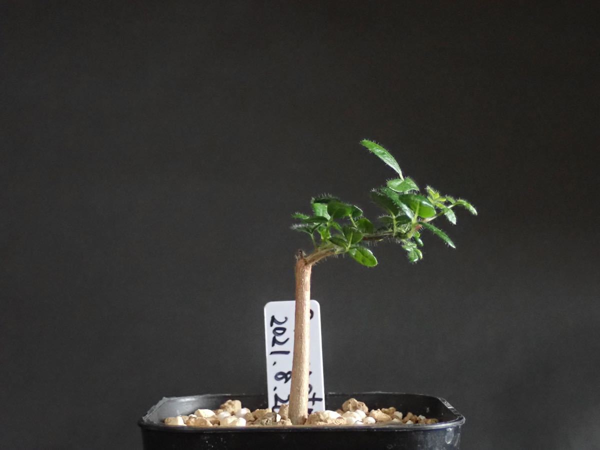 コミフォラ モンストローサ Commiphora monstrosa 2021/8/26播種 コミフォラ モンストローサ Commiphora monstrosa 2021/8/26播種