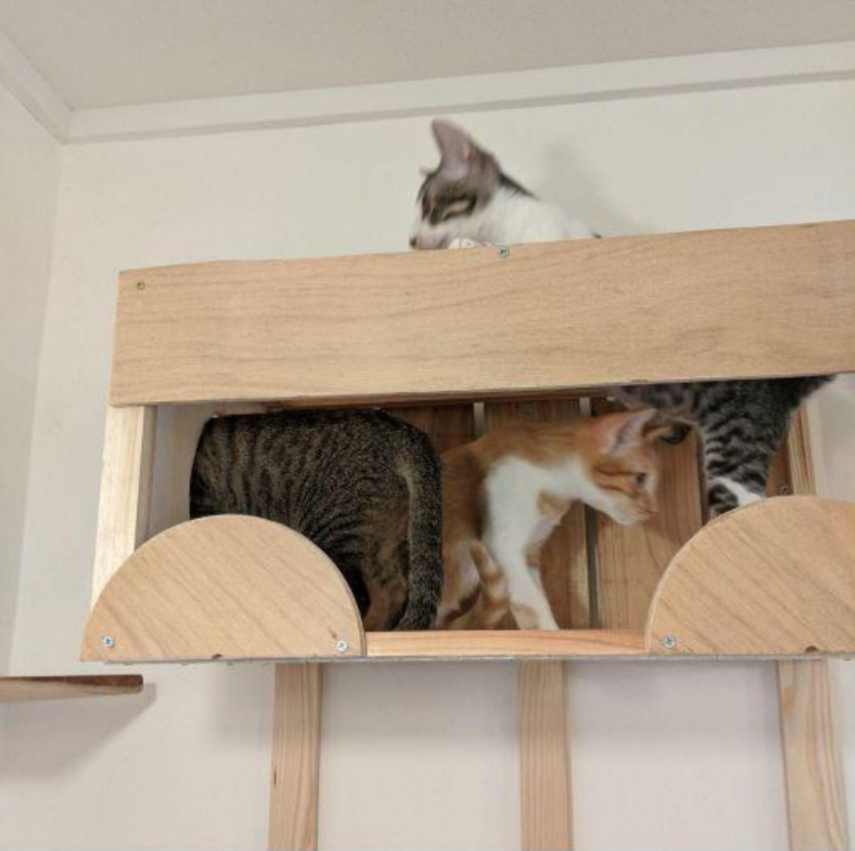キャットタワー＆猫ハウス