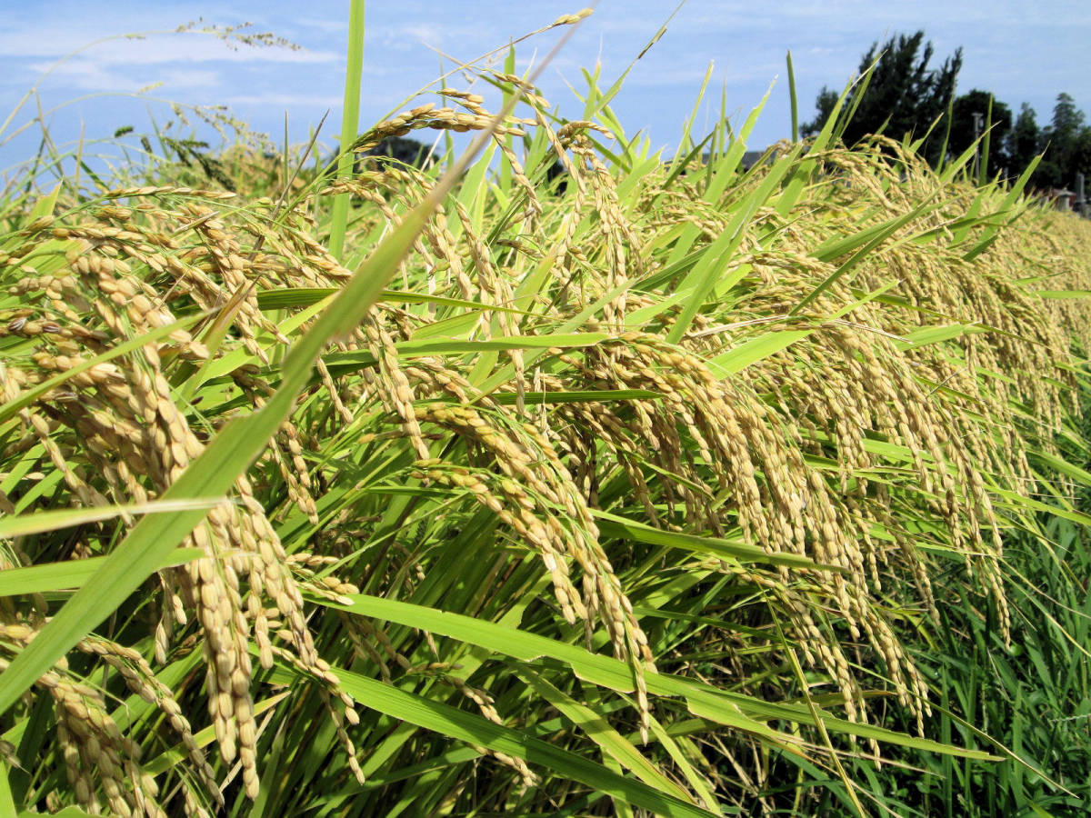 令和３年新米コシヒカリできました！３０Ｋｇ玄米・大山水系Ｖ1_今年も健康な稲に育ちました