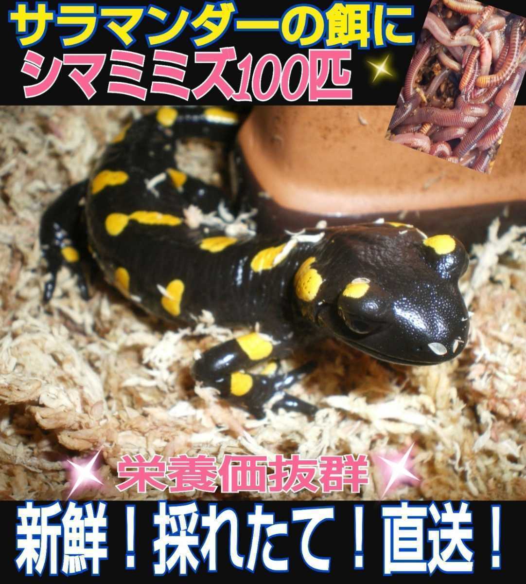 87 Off ペットの餌に 新鮮 採れたて直送 シマミミズ100匹セット 良く食べます 栄養満点 爬虫類 観賞魚 亀の餌 釣りの餌 コンポストにも Lacistitis Es 87 Off ペットの餌に 新鮮 採れたて直送 シマミミズ100匹セット 良く食べます 栄養満点 爬虫類 観賞魚 亀の餌 釣りの餌 コンポストにも Lacistitis Es