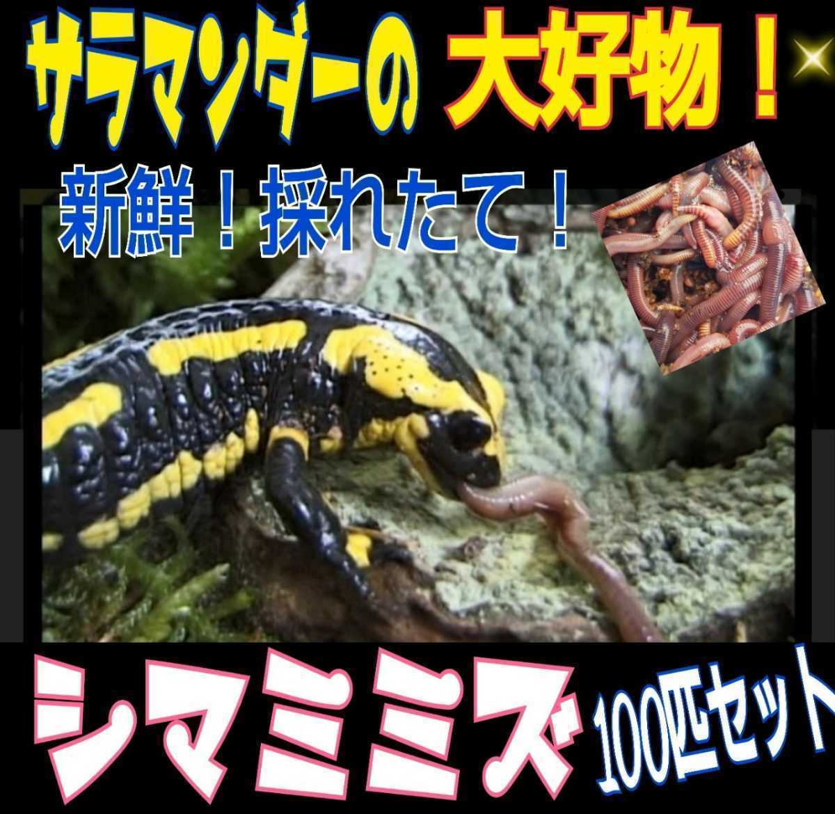 87 Off ペットの餌に 新鮮 採れたて直送 シマミミズ100匹セット 良く食べます 栄養満点 爬虫類 観賞魚 亀の餌 釣りの餌 コンポストにも Lacistitis Es 87 Off ペットの餌に 新鮮 採れたて直送 シマミミズ100匹セット 良く食べます 栄養満点 爬虫類 観賞魚 亀の餌 釣りの餌 コンポストにも Lacistitis Es