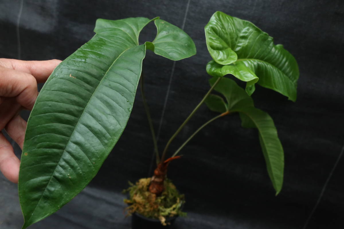 ◎_◎;)☆Anthurium ivanportillae☆アンスリウム☆原種 ◎_◎;)☆Anthurium ivanportillae☆アンスリウム☆原種