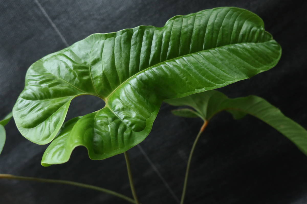 ◎_◎;)☆Anthurium ivanportillae☆アンスリウム☆原種 ◎_◎;)☆Anthurium ivanportillae☆アンスリウム☆原種