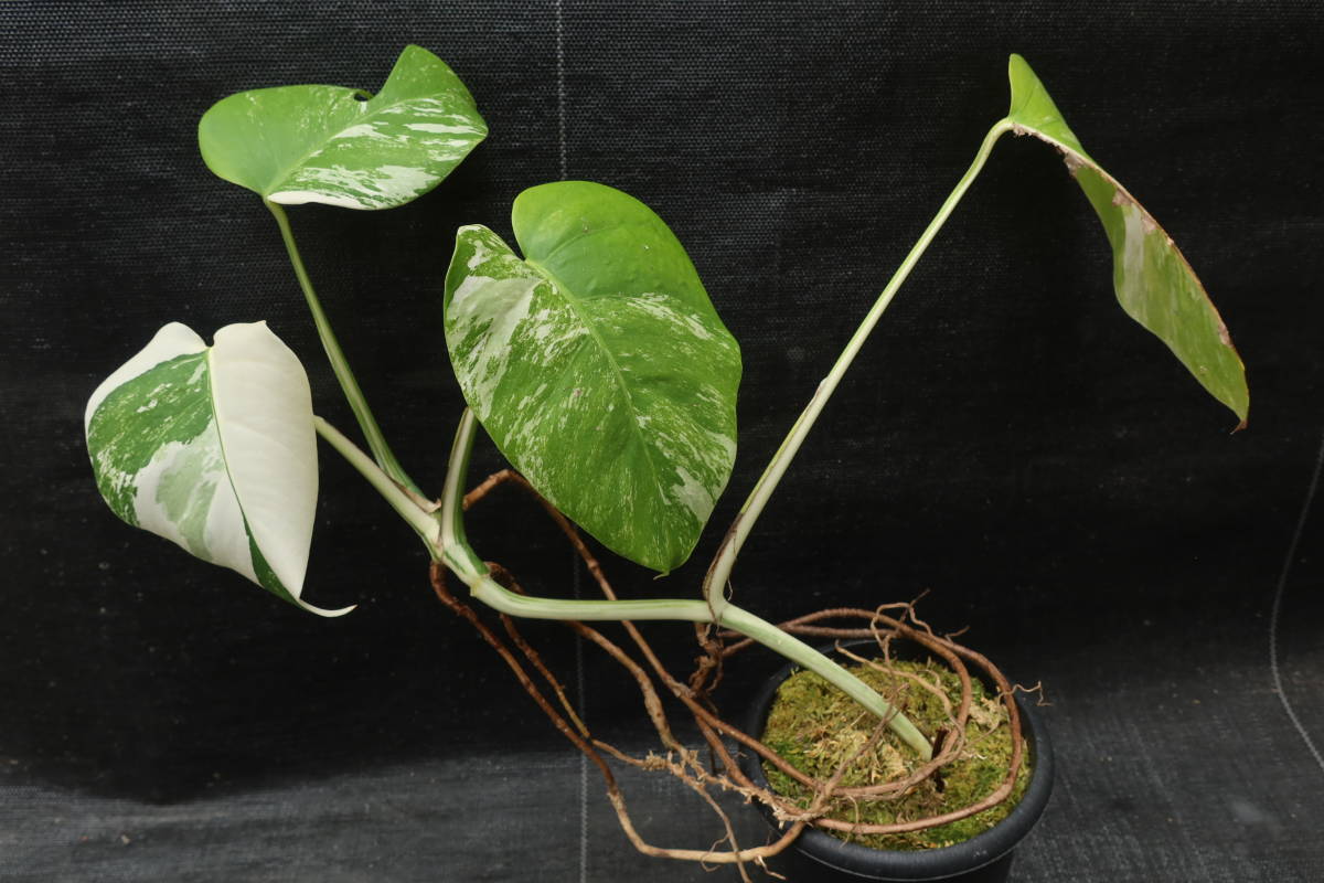 Monstera☆ 斑入り モンステラ ☆variegatedボルシギアナ☆白斑 ic.sch.id