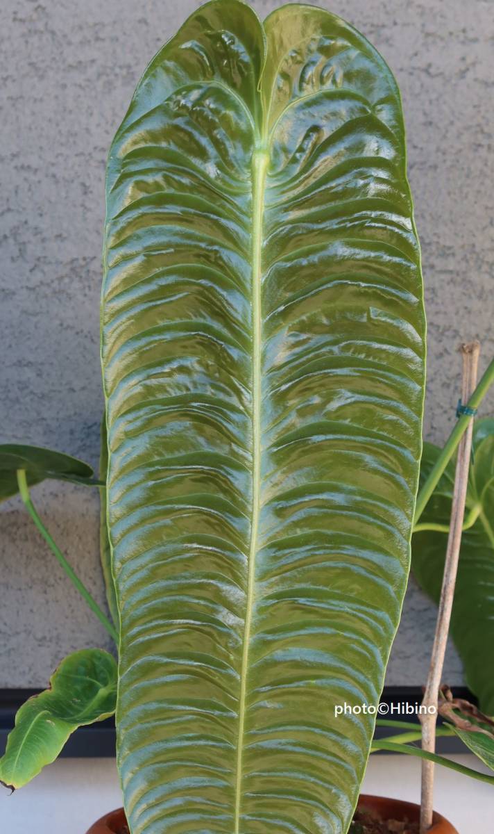 新規購入 Anthurium Veitchii Narrow Leaf Form アンスリウム ベイチー 2芽 在庫残りわずか Www Cedardale Com