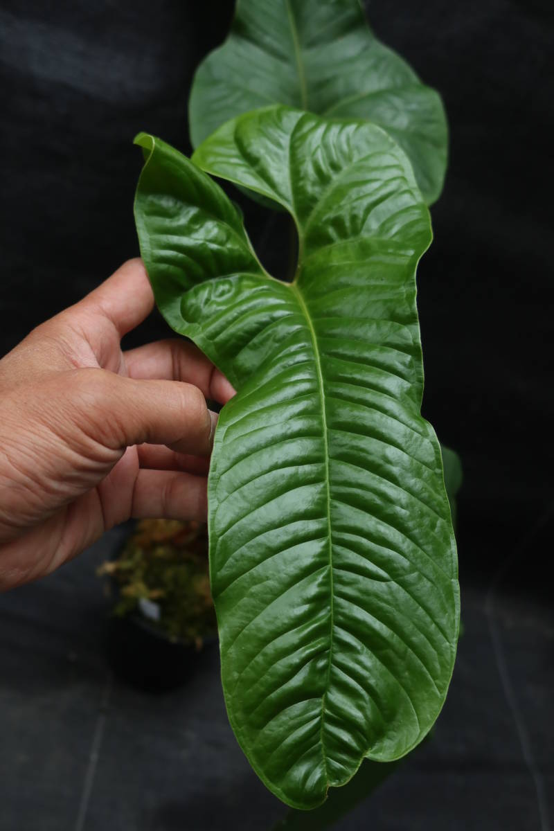 ◎_◎;)☆Anthurium ivanportillae☆アンスリウム☆原種 ◎_◎;)☆Anthurium ivanportillae☆アンスリウム☆原種