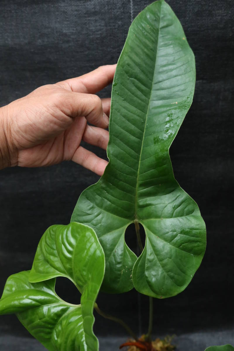 ◎_◎;)☆Anthurium ivanportillae☆アンスリウム☆原種 ◎_◎;)☆Anthurium ivanportillae☆アンスリウム☆原種