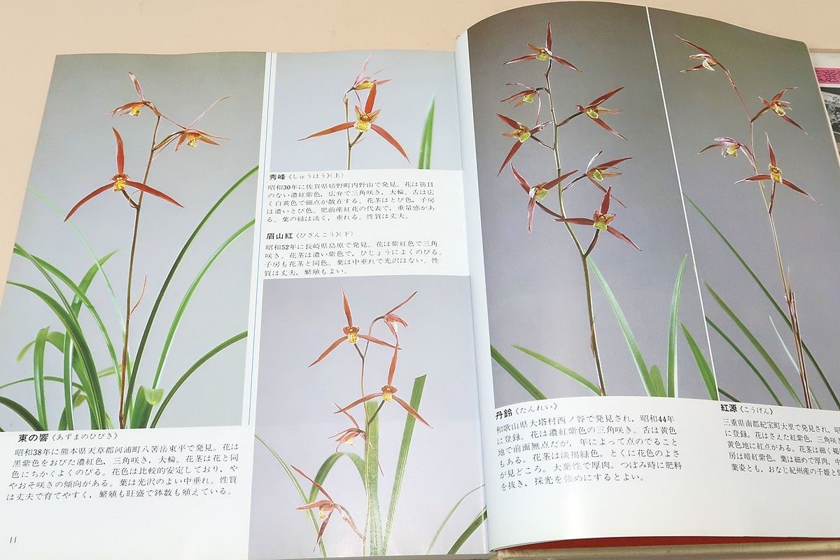 カンラン・カラー園芸選書/250点の写真を産地別・花色別に並べた/本書はあなたがその地の展示会を訪ねられたある年の記録と思ってほしい_画像7