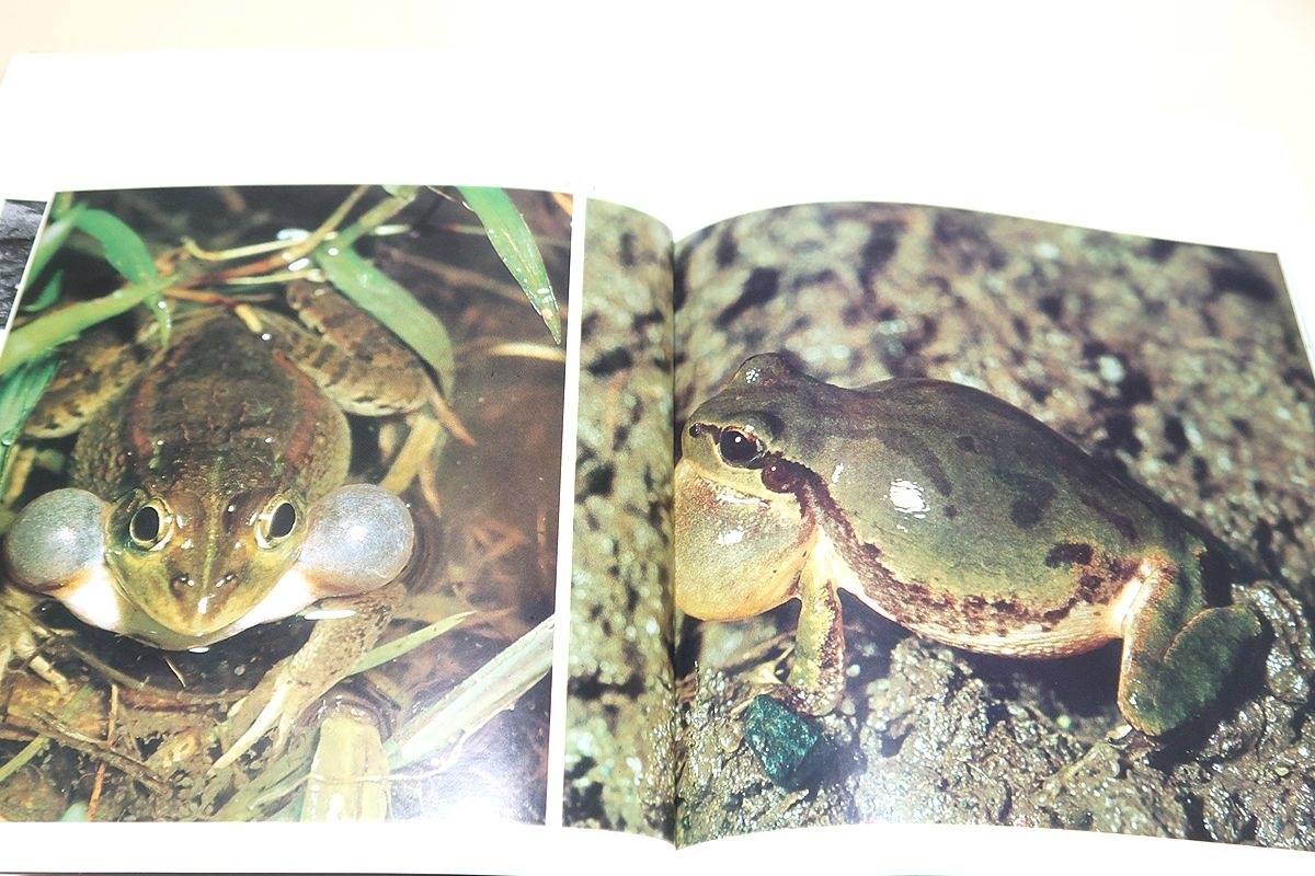 日本の蛙・種村ひろし写真集/オタマジャクシの生活を終えて蛙になる様子が順を追って記録されている/目で見る蛙の入門書としてお勧めしたい_画像4