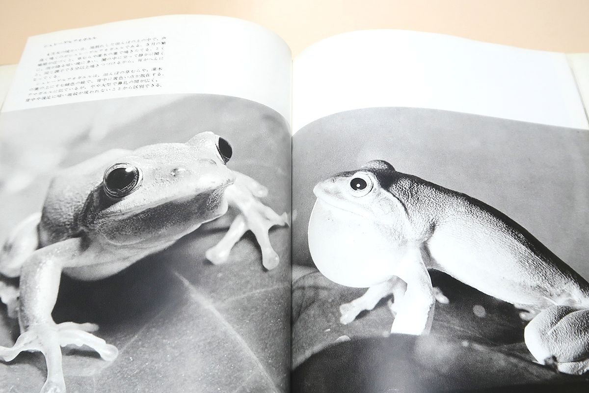 日本の蛙・種村ひろし写真集/オタマジャクシの生活を終えて蛙になる様子が順を追って記録されている/目で見る蛙の入門書としてお勧めしたい_画像8