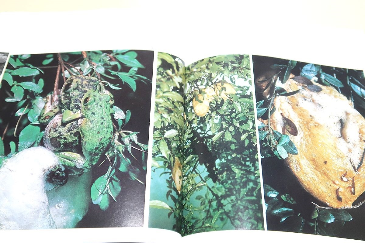 日本の蛙・種村ひろし写真集/オタマジャクシの生活を終えて蛙になる様子が順を追って記録されている/目で見る蛙の入門書としてお勧めしたい_画像5