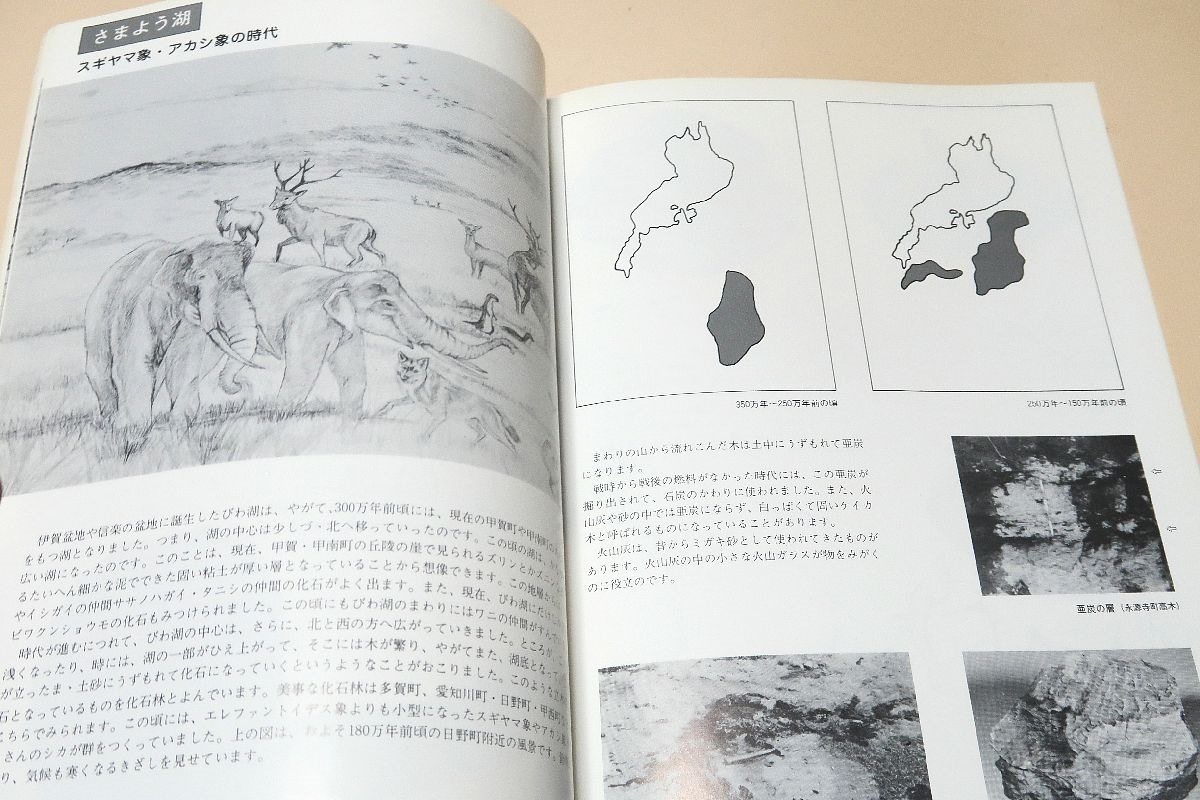 琵琶湖のおいたち・500万年の謎を探る/琵琶湖の歴史を今日まで去来した動植物・遺物・現生動植物を展覧に供しその生い立ちをわかり易く解説_画像9